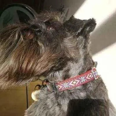 "The Django" Regal Dog Lead